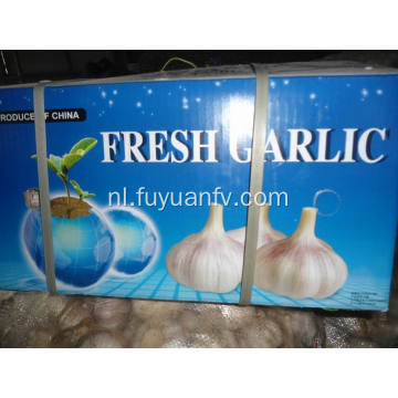 Regelmatige export voor Fresh Normal White Garlic